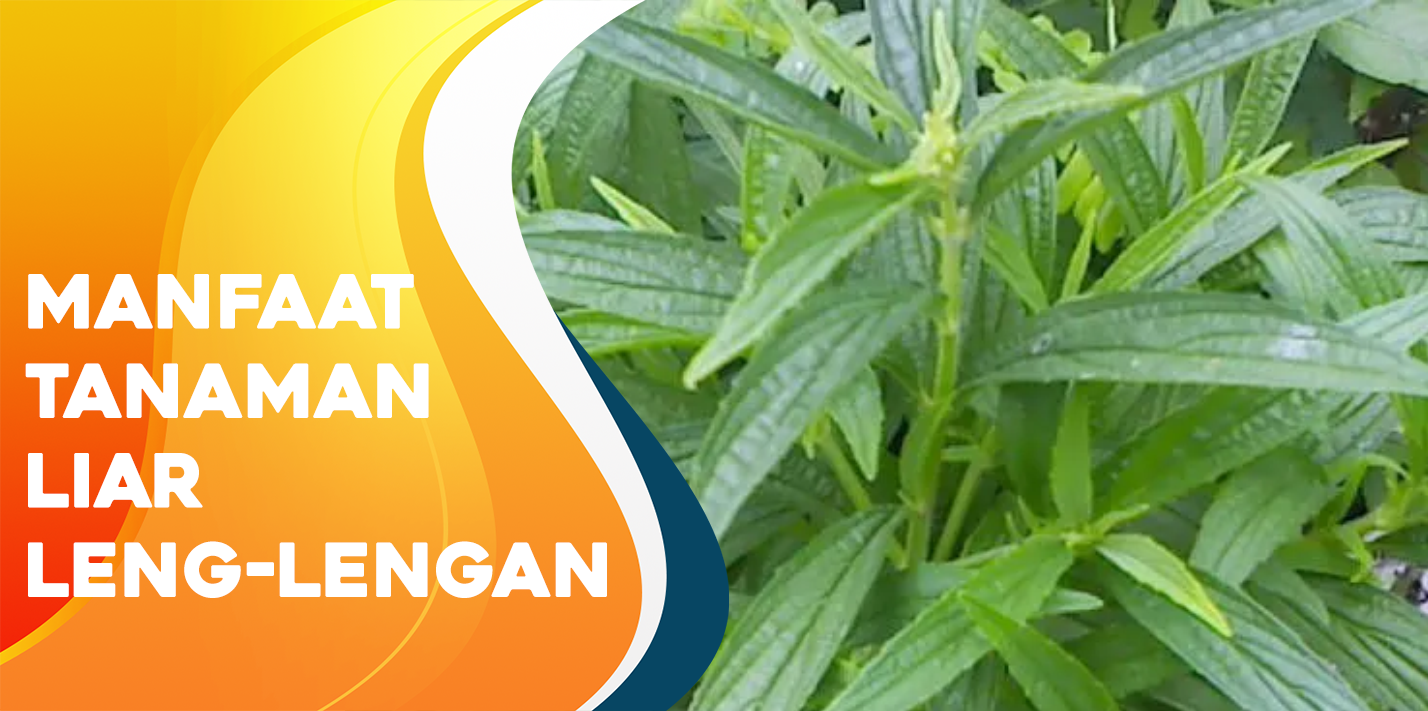 Manfaat Tanaman Liar Leng-Lengan